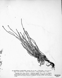 Image of Equisetum variegatum